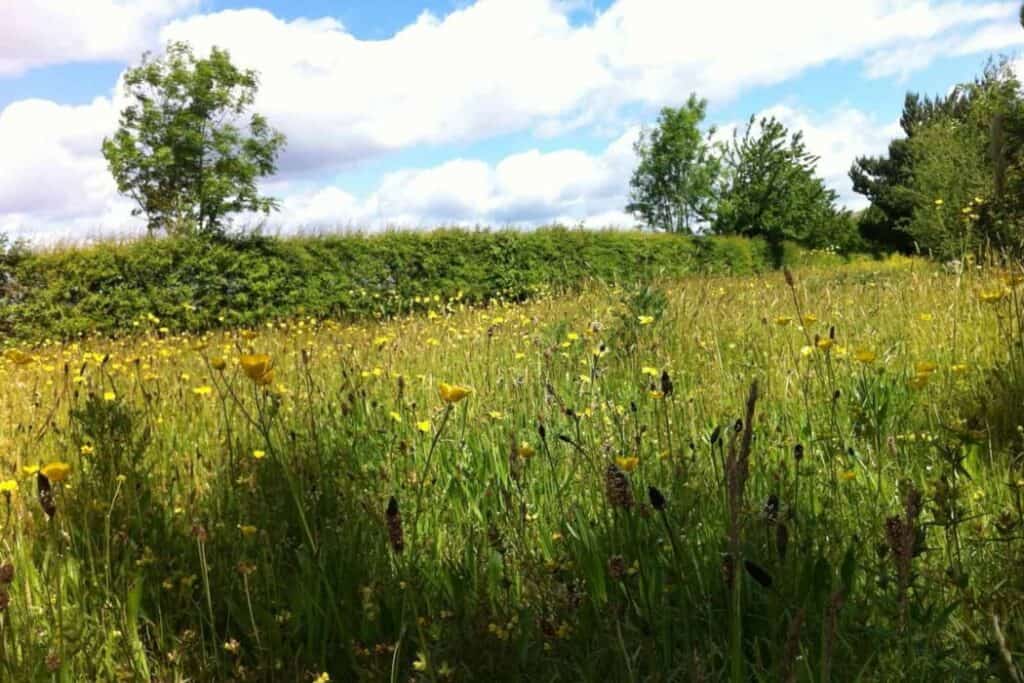 Bushy Park grassland