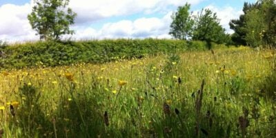 Bushy Park grassland