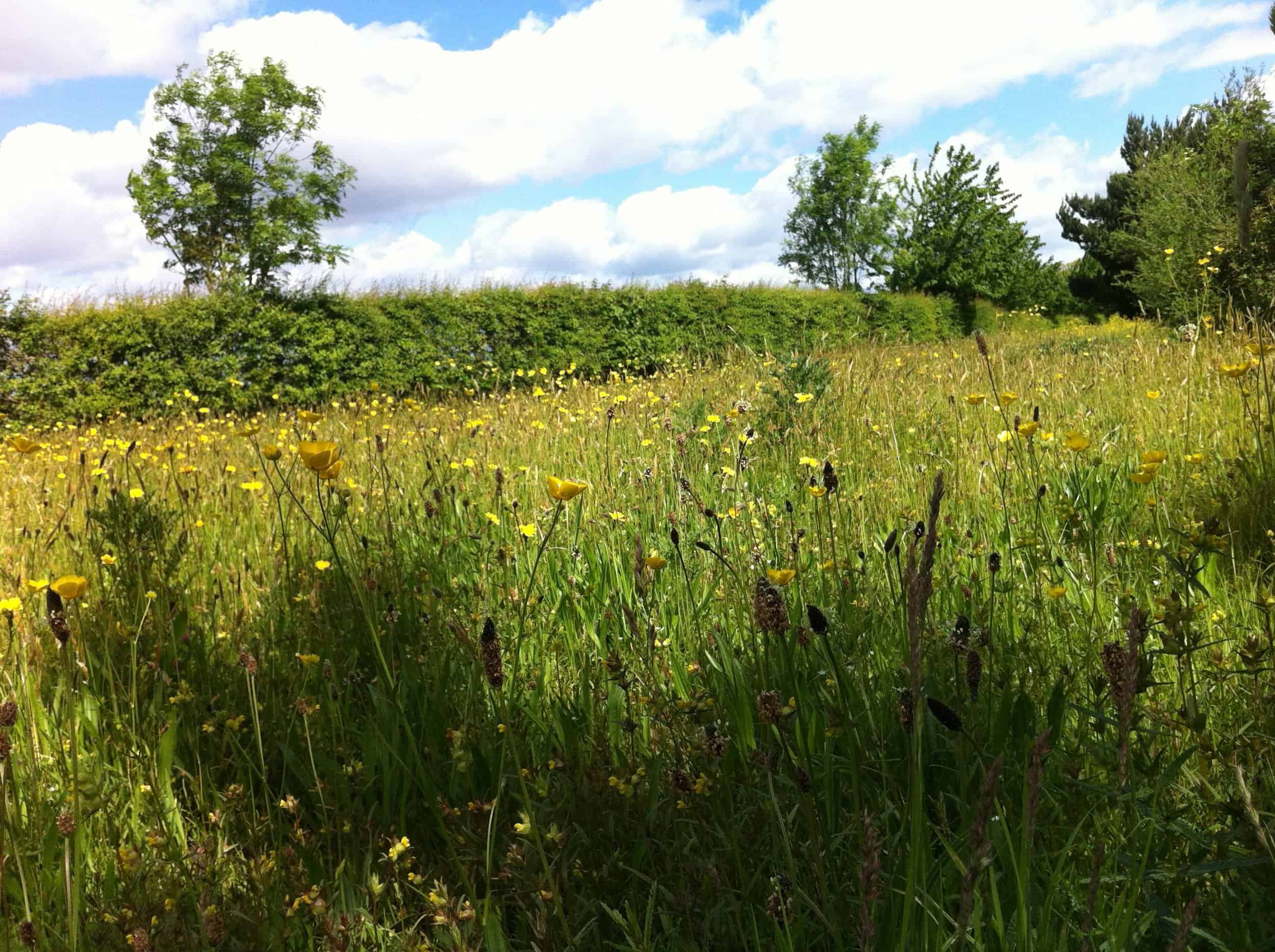 Bushy Park meadows