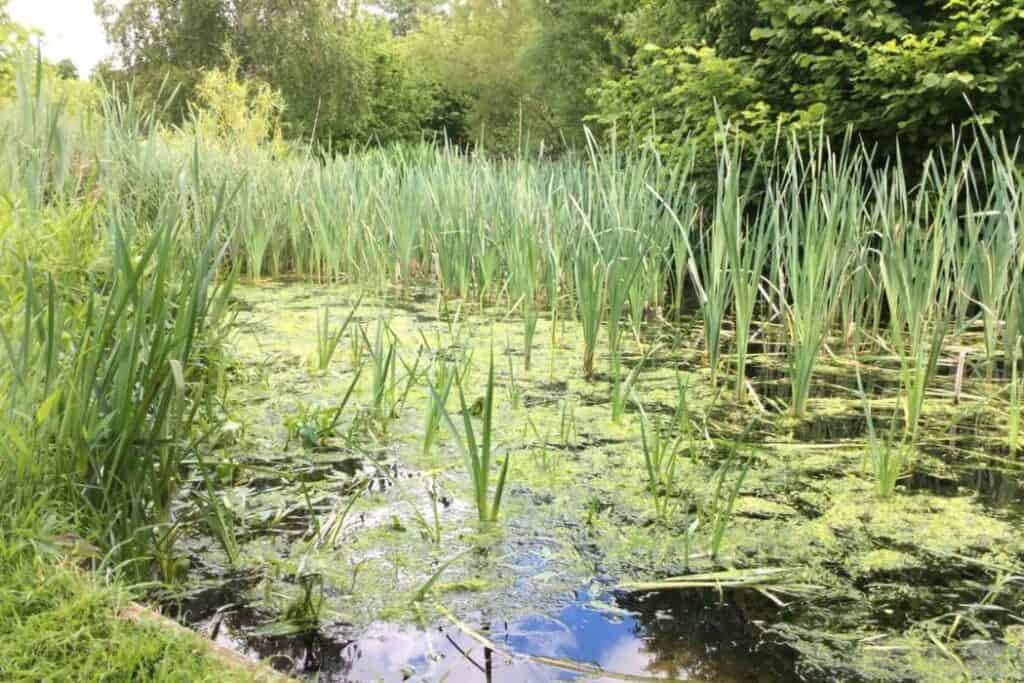 Bushy Park pond