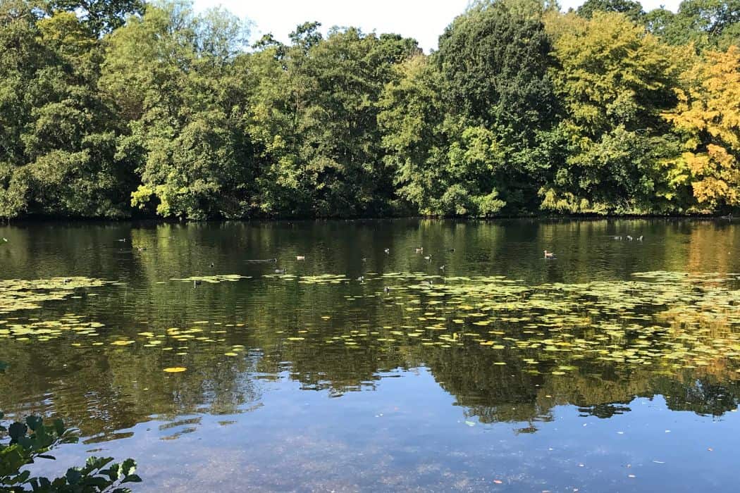 Epping Forest pond