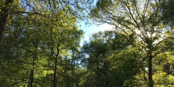 Epping Forest trees