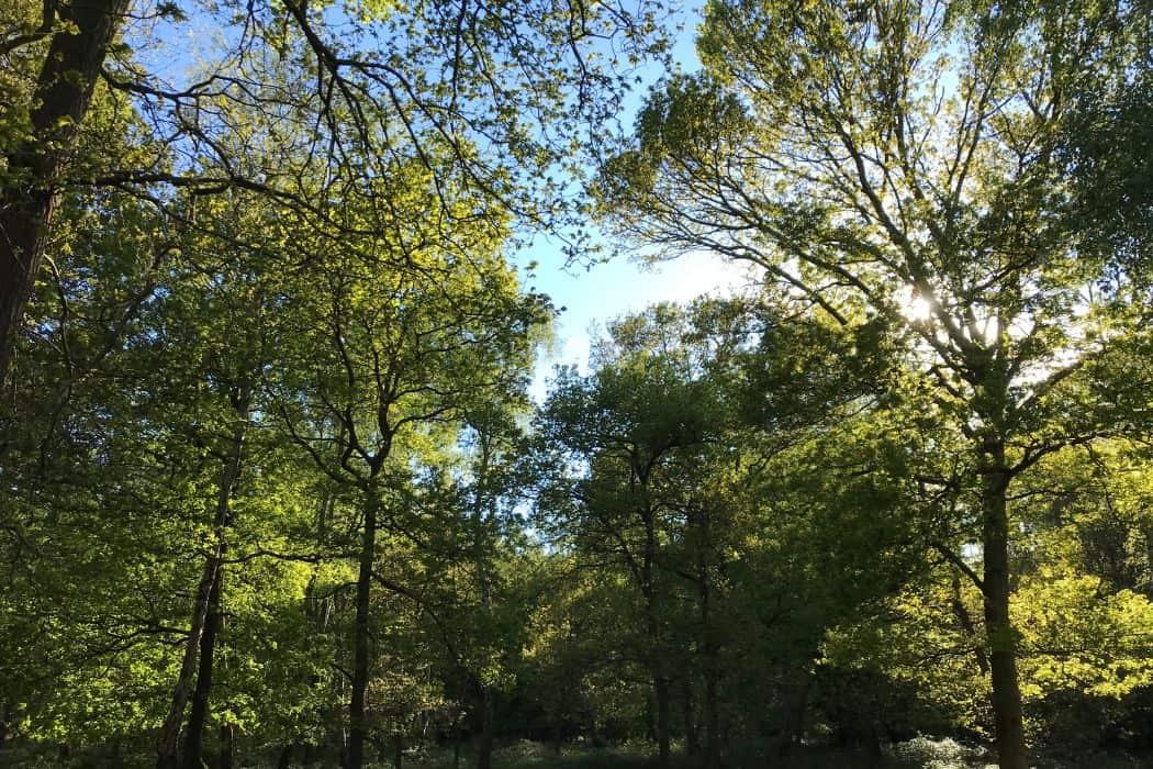 Epping Forest trees