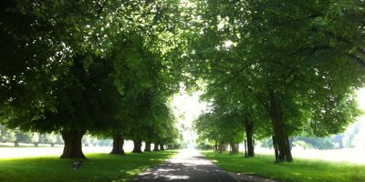 Bushy Park scene