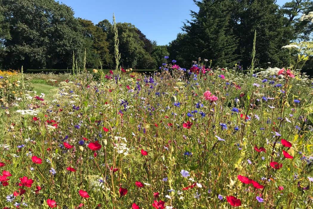 Flowers in Greenwich Park