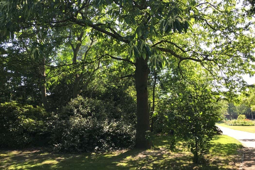 Trees in Greenwich Park
