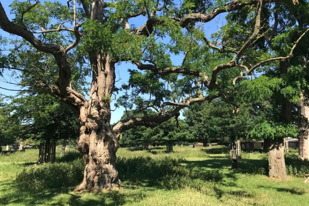 Trees in Greenwich Park