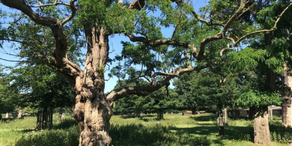 Trees in Greenwich Park