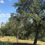 Greenwich Park