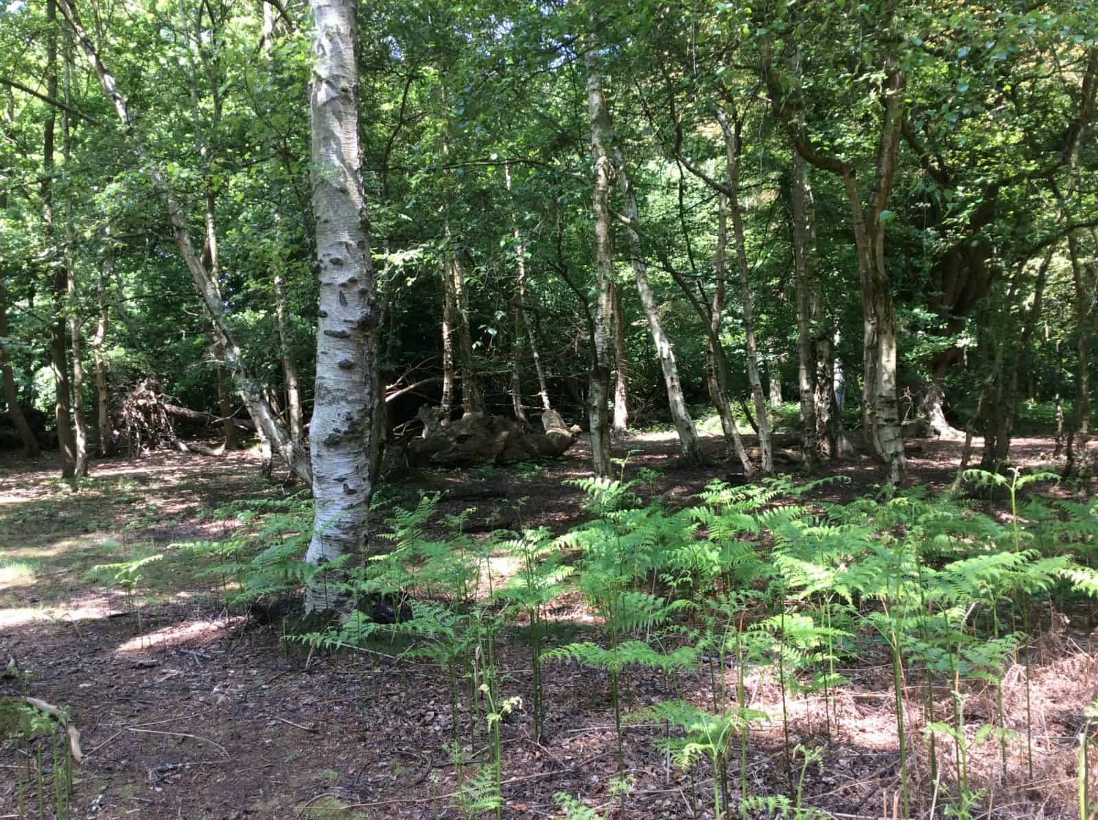 Epping Forest