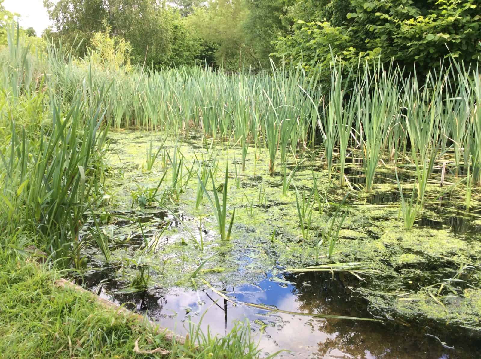 Bushy Park pond