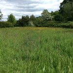 Bushy Park view
