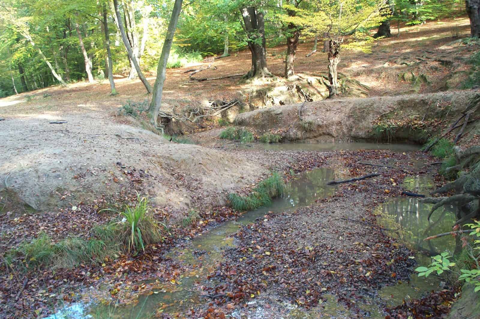Loughton Brook