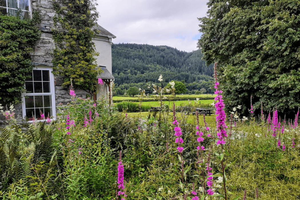 Plants at FSC Rhyd-y-creuau