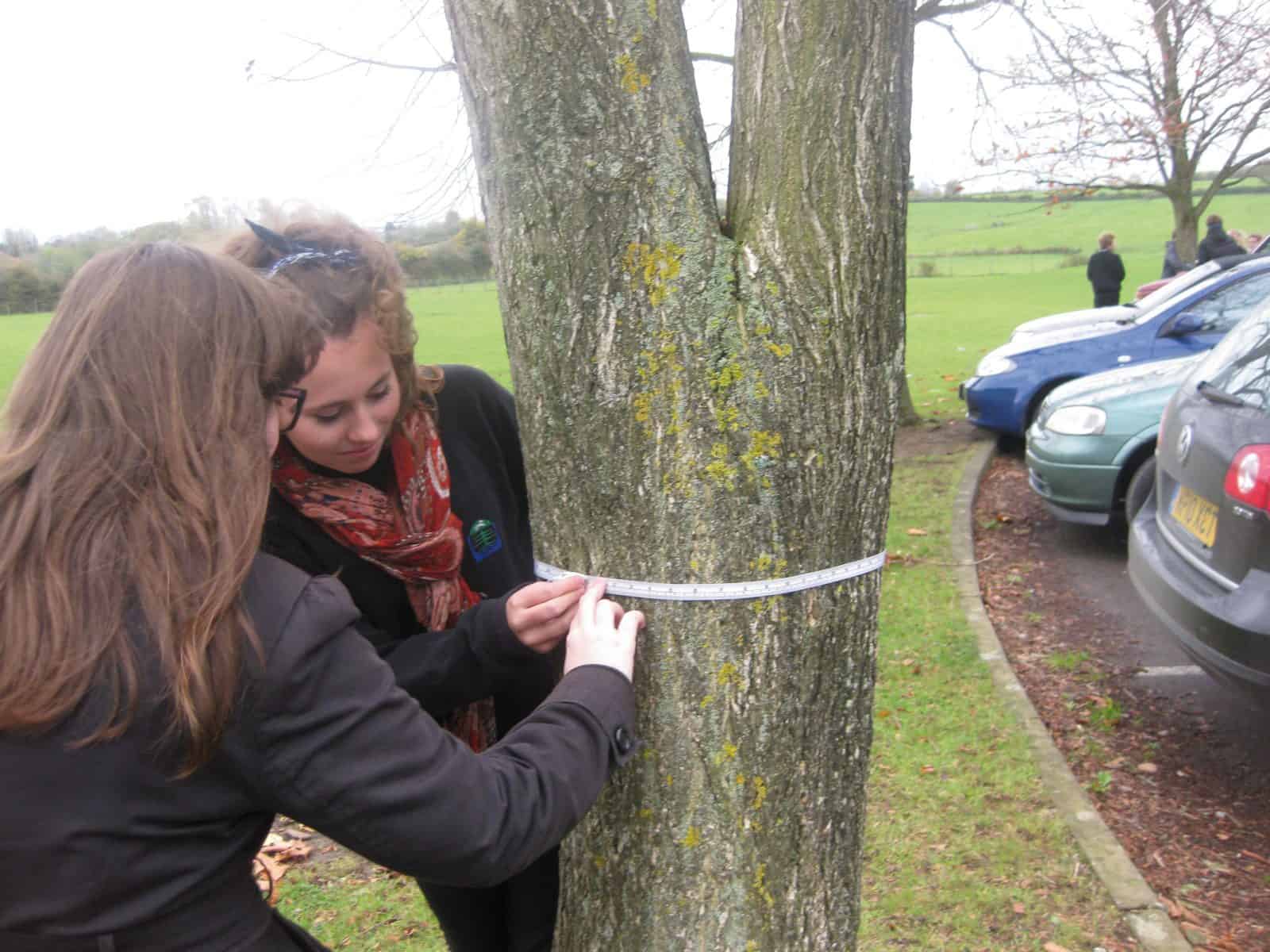 measuring trees