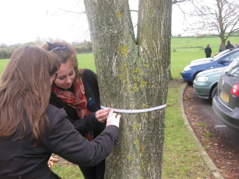 measuring trees