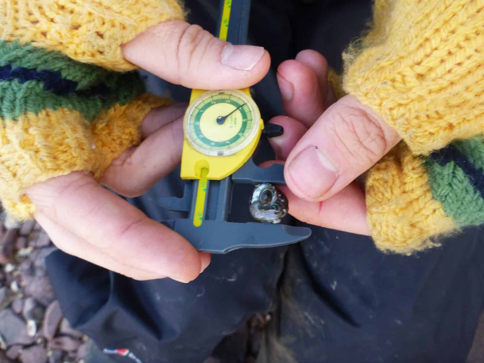 Close up of a Biology student measuring a shell