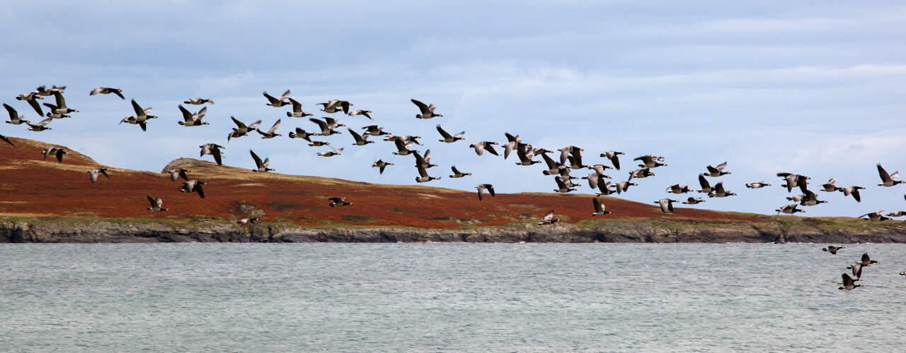 Barnacle Geese flying over Loch Gruinart