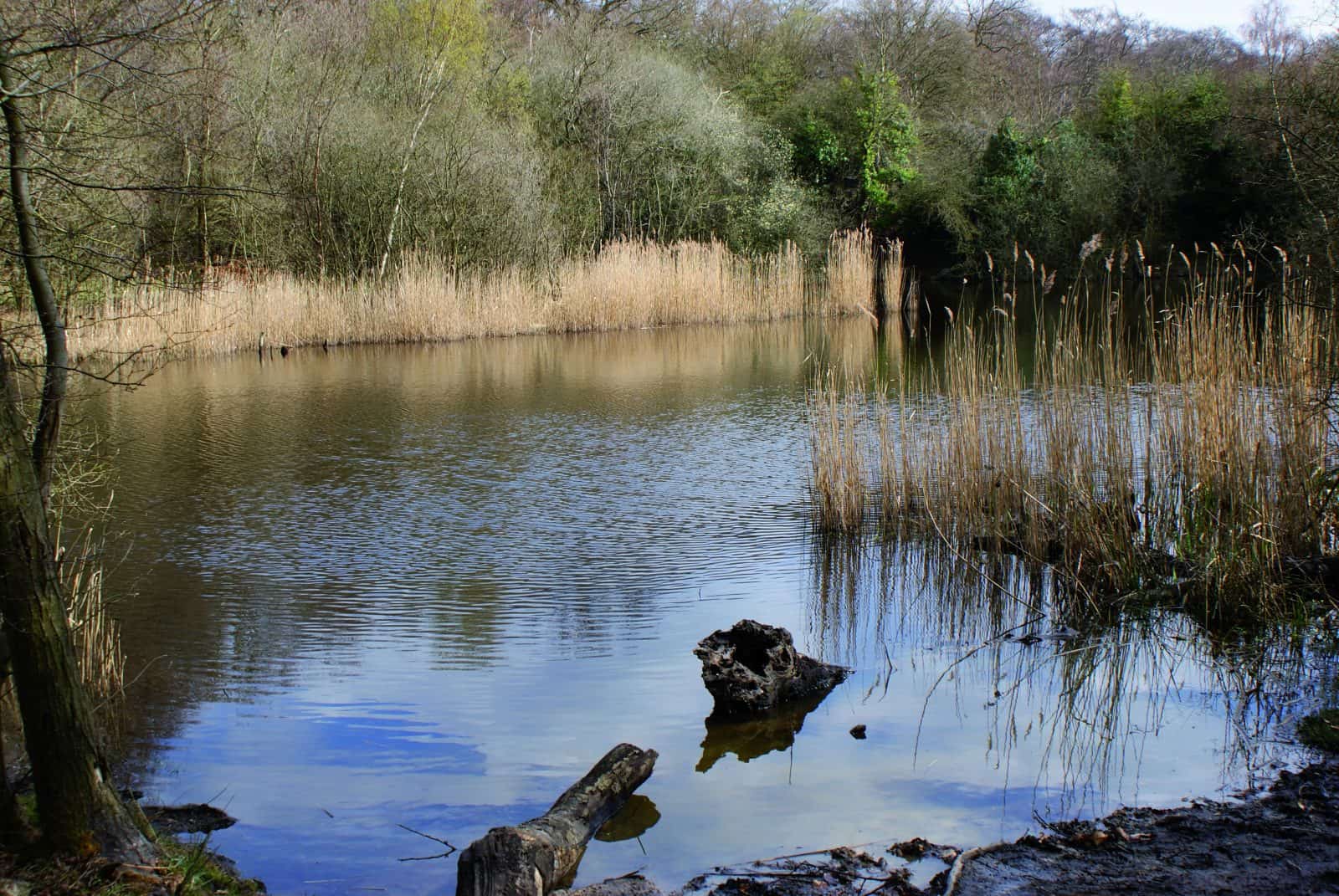 A freshwater habitat