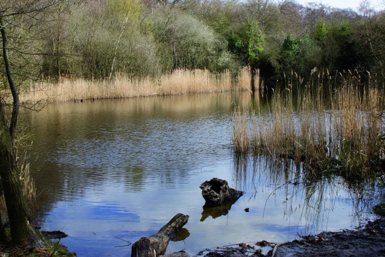 A freshwater habitat