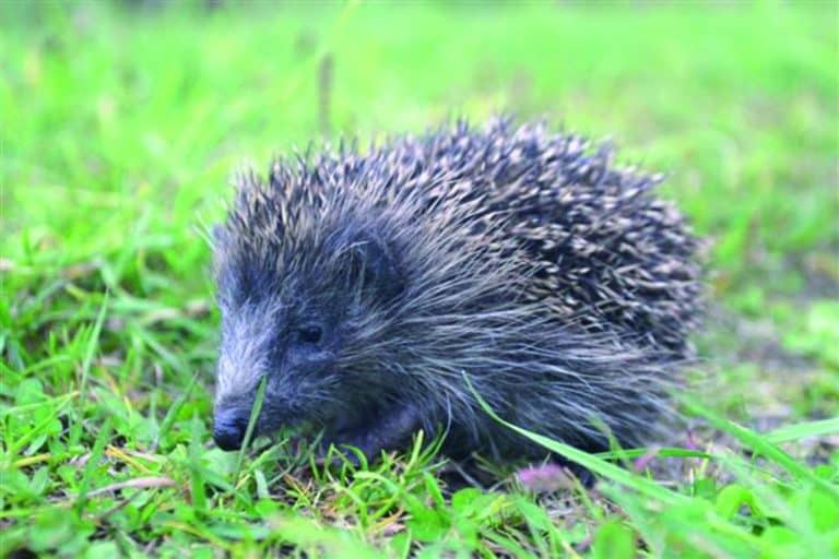 hedgehog