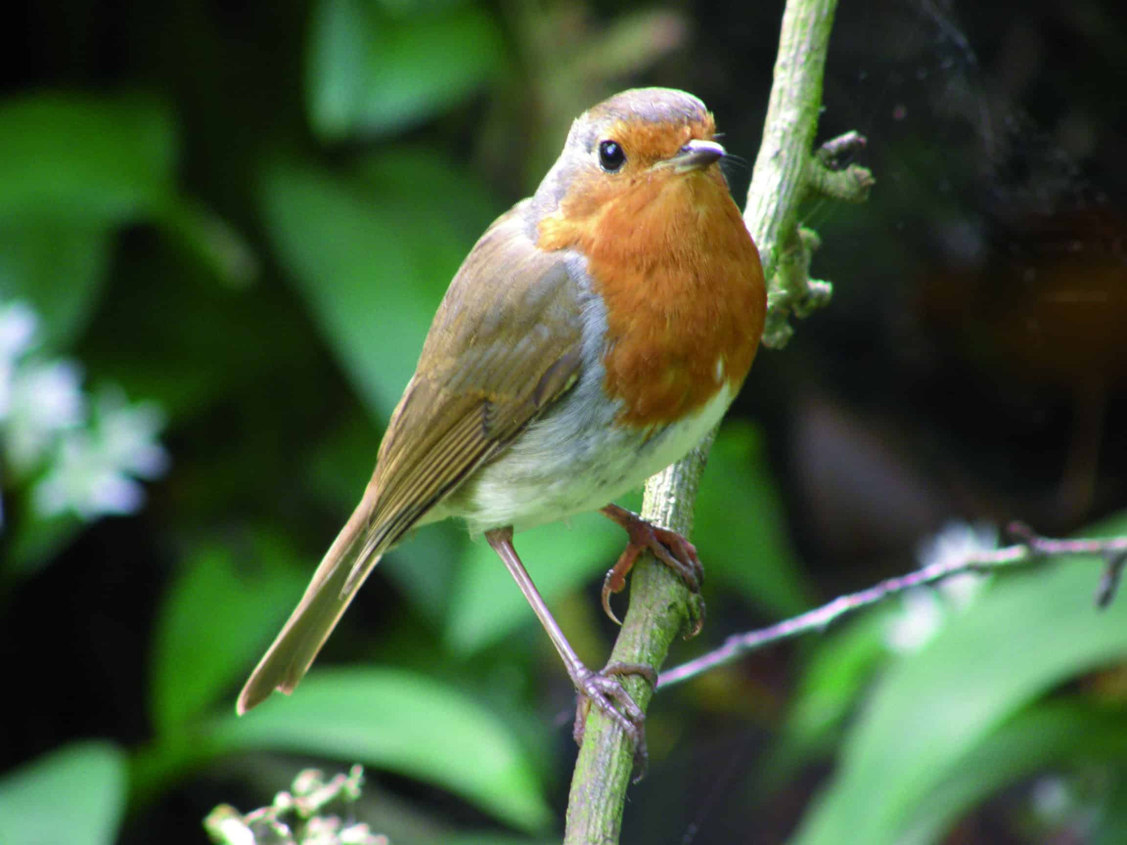 Robin in a bush