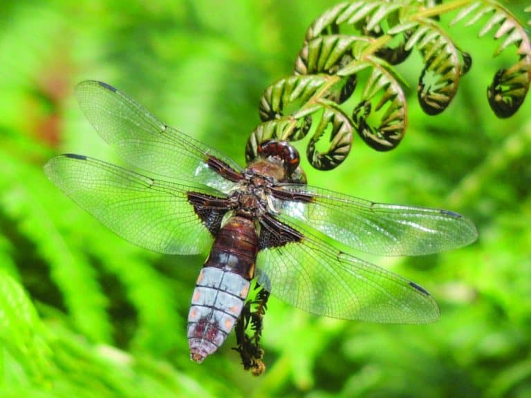 insect on leaf