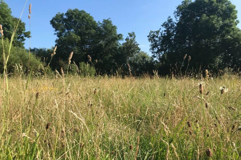 Beckenham Place Park grass