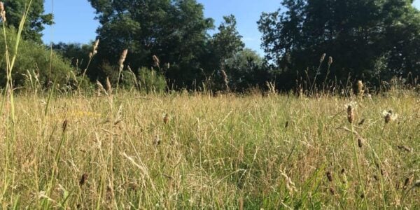 Beckenham Place Park grass