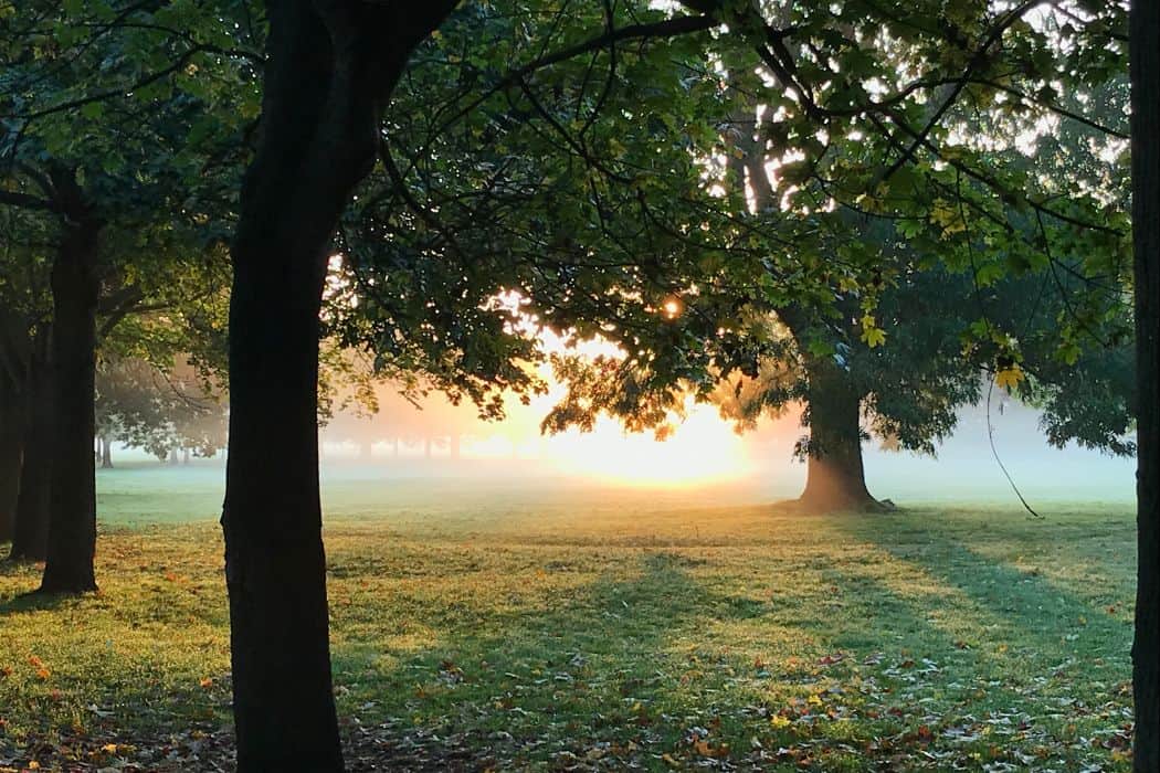 Beckenham Place Park trees