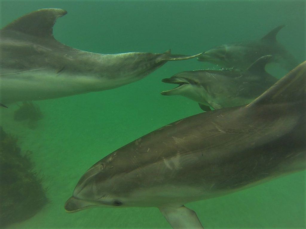A pod of bottlenose dolphins