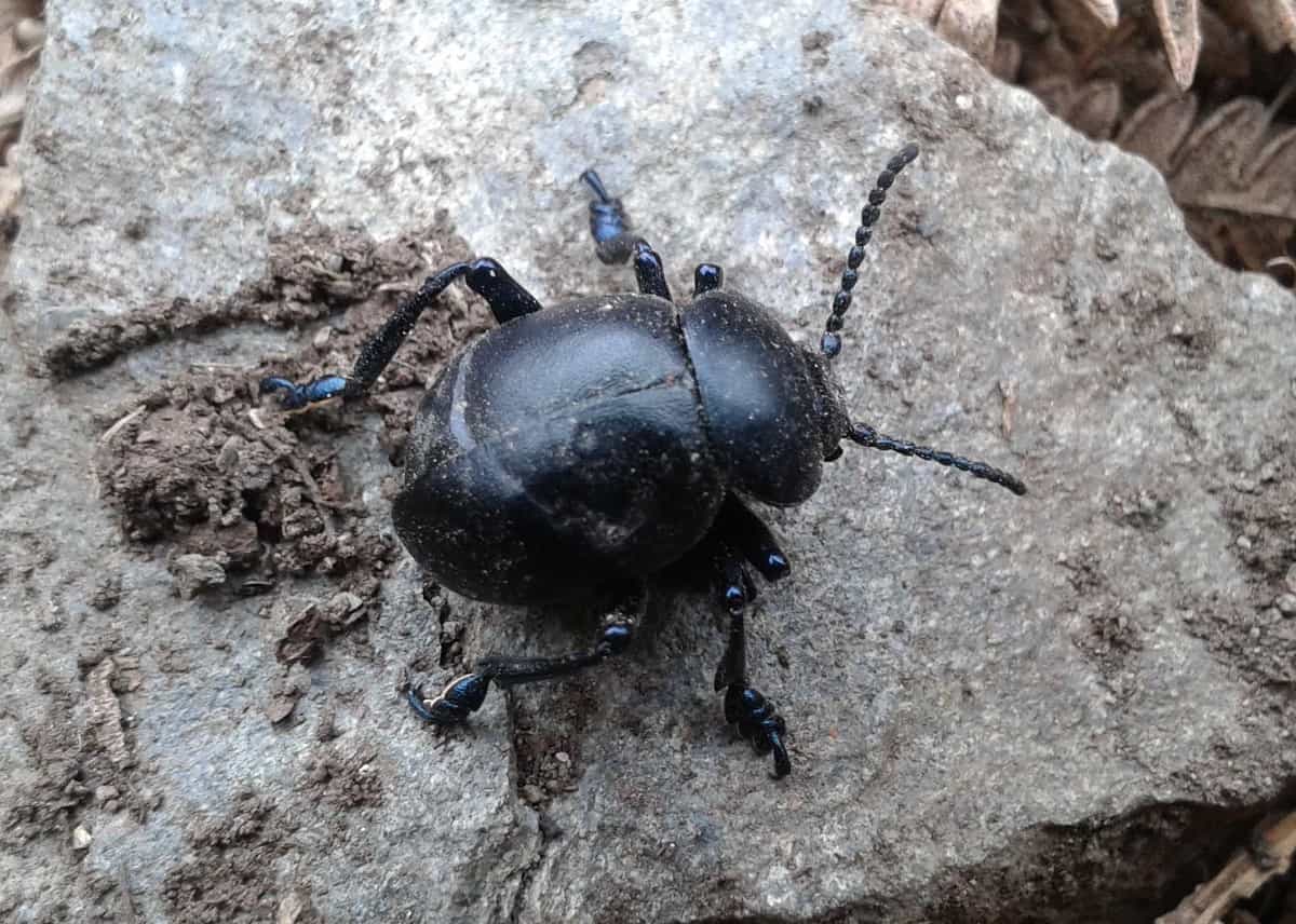 Timarcha tenebricosa, the Bloody-nosed beetle on a rock 