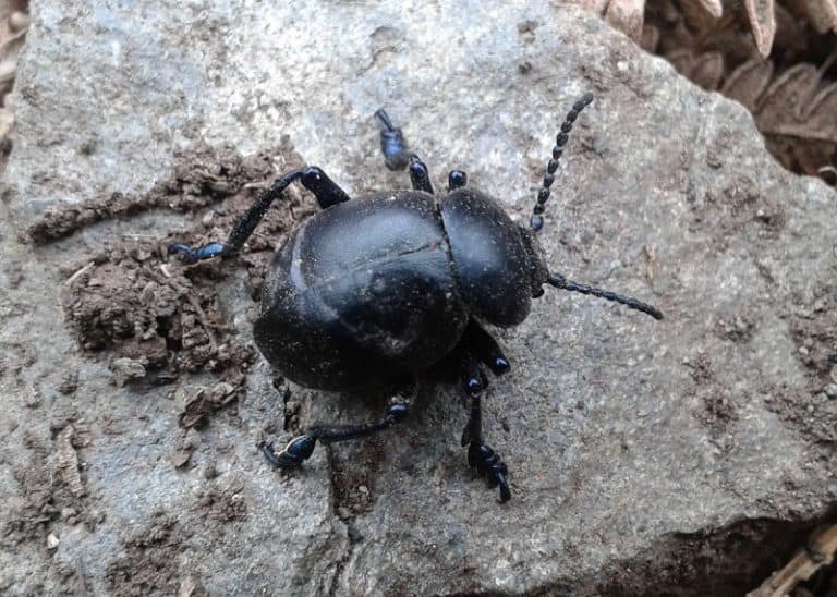 Bloody nosed beetle on rocks