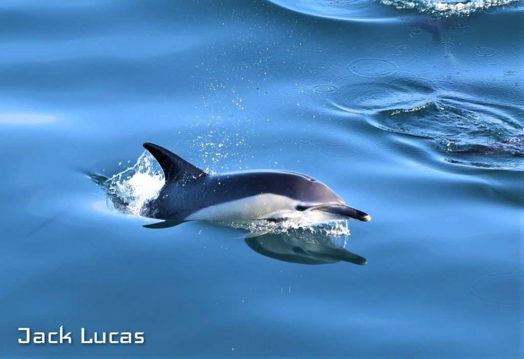 A common Dolphin taken by FSC Tutor Jack Lucas