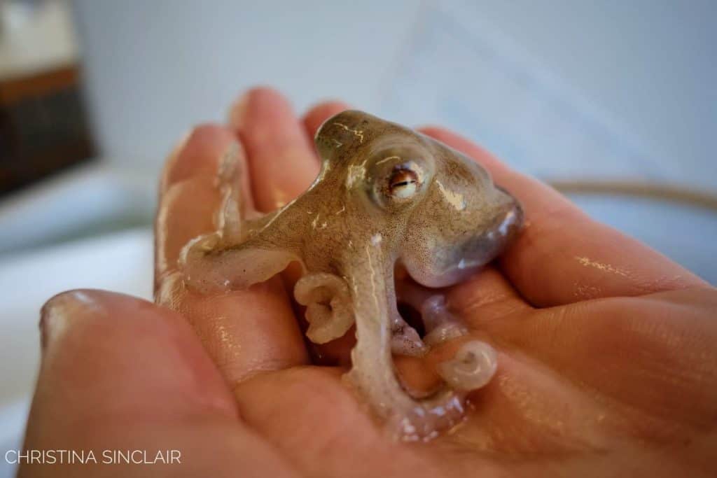 A curled Octopus in a persons hand