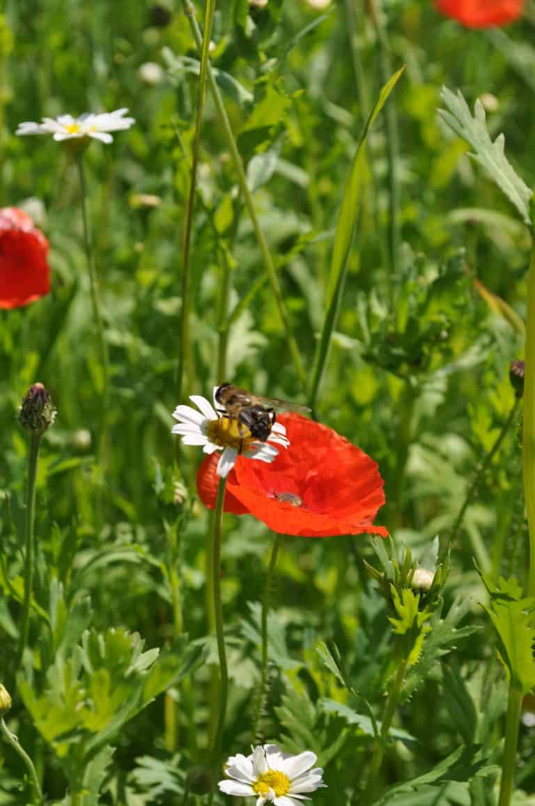 Insect on flower