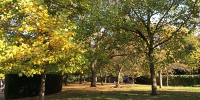 Regent's Park trees