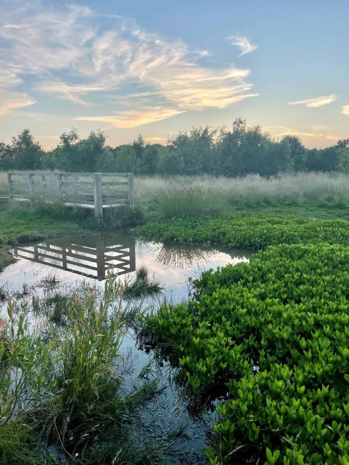 Viewing platform on a pond