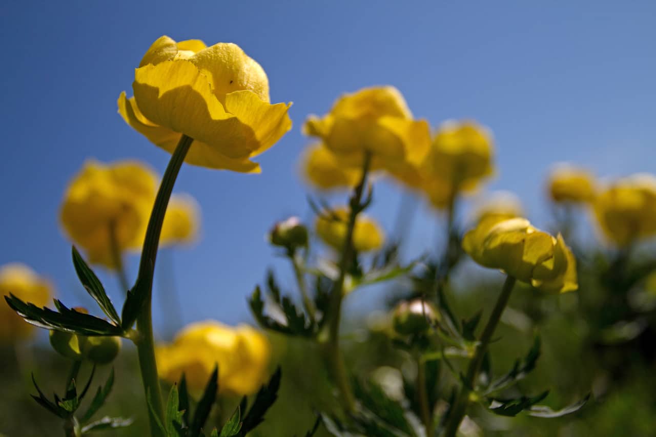 yellow globe flowers