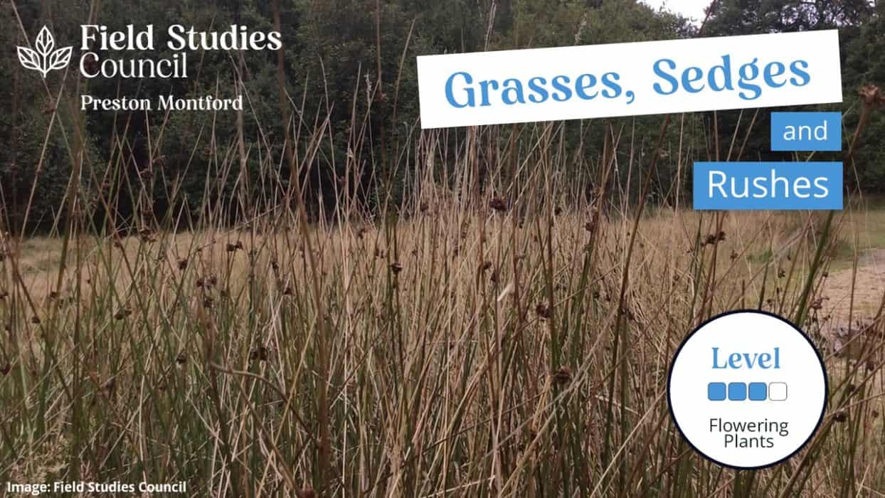 Grasses guide Field Studies Council
