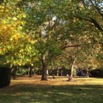 Regent's Park trees