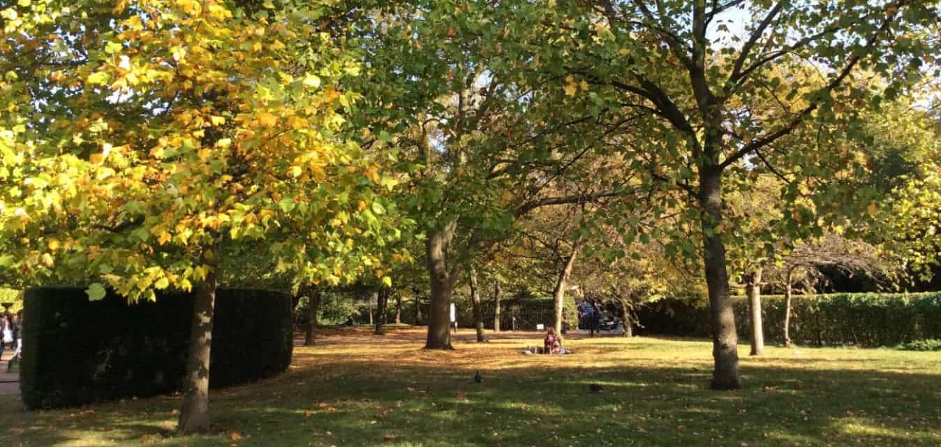 Regent's Park trees
