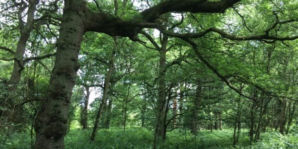 woodland