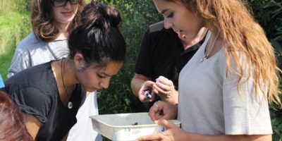 Young Darwin Scholars looking at insects in a tray