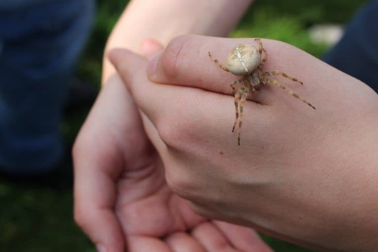 spider on hand