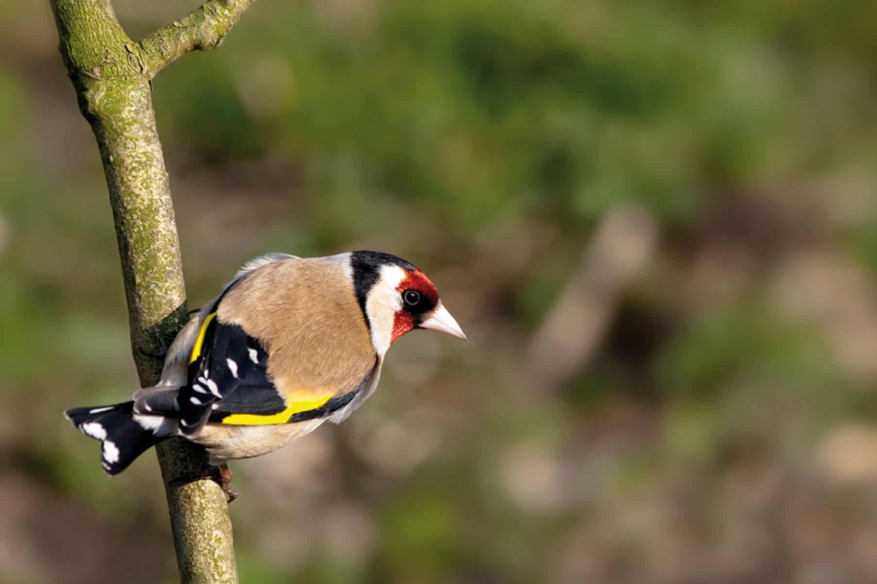 Bird on a branch