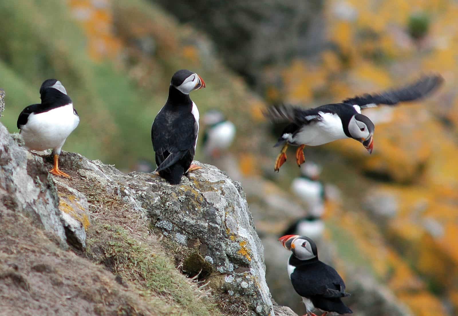 Puffins at the coast