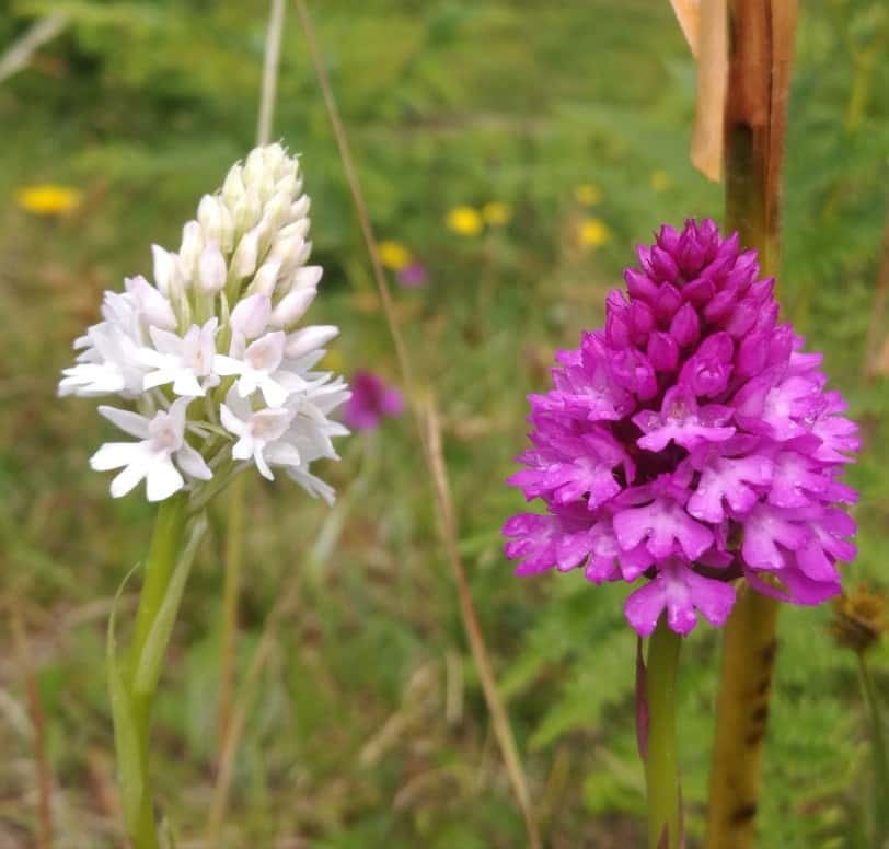 Pyramidal Orchids by Sandy Hill