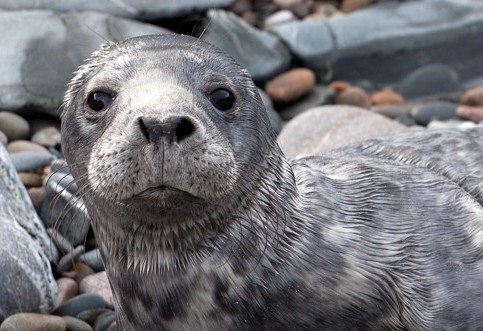 seal