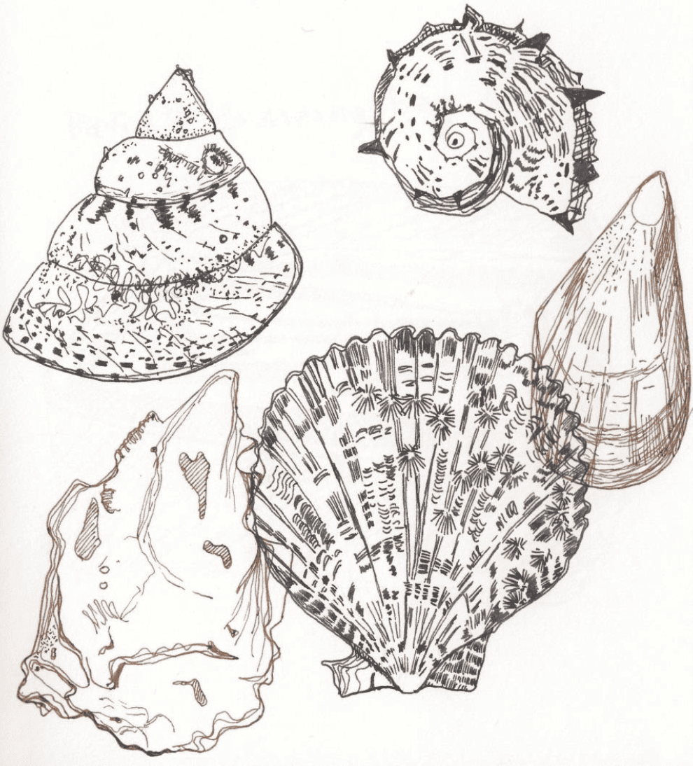 Pen drawing of shells